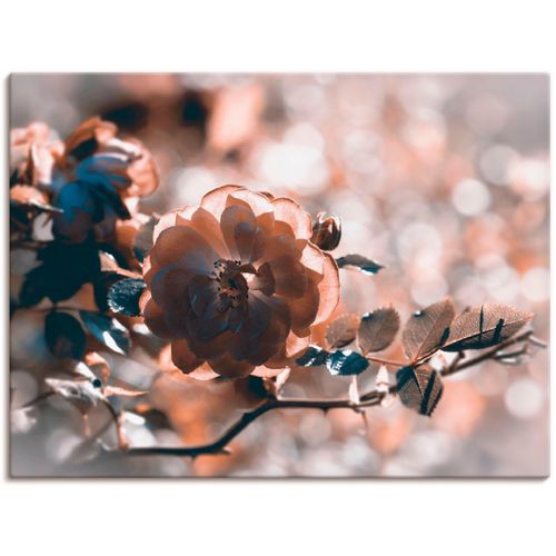 4055327305150 - Wandbild ARTLAND Rose Bilder Gr B H 80 cm x 60 cm Leinwandbild Blumen 1 St silberfarben Bild Kunstdruck Kunstdrucke Bilder als Leinwandbild Wandaufkleber oder Poster in versch Größen 4055327305150 - Wandbild ARTLAND Rose Bilder Gr B H 80 cm x 60 cm Leinwandbild Blumen 1 St silberfarben Bild Kunstdruck Kunstdrucke Bilder als Leinwandbild Wandaufkleber oder Poster in versch Größen