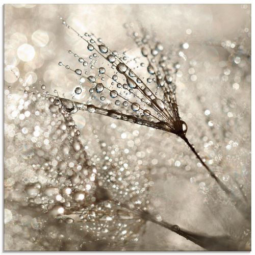 4058661711496 - Glasbild ARTLAND Pusteblume Tautropfen Bilder Gr B H 50 cm x 50 cm Glasbild Blumen quadratisch 1 St beige (naturfarben) Bild Glasbild Glasbilder Bilder in verschiedenen Größen 4058661711496 - Glasbild ARTLAND Pusteblume Tautropfen Bilder Gr B H 50 cm x 50 cm Glasbild Blumen quadratisch 1 St beige (naturfarben) Bild Glasbild Glasbilder Bilder in verschiedenen Größen