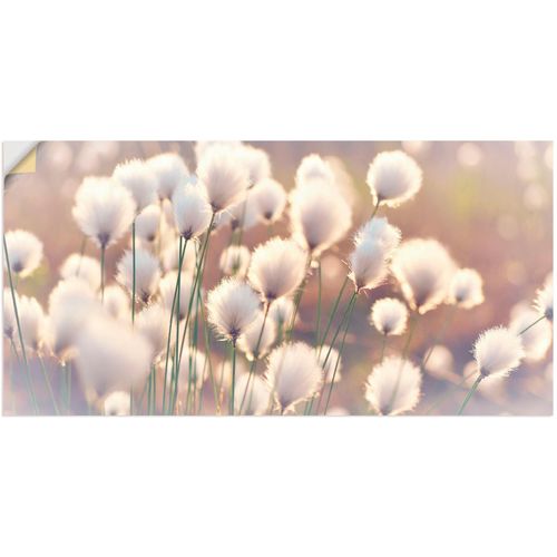 4059745196949 - Wandbild ARTLAND Wollgraszauber im Moor Bilder Gr B H 60 cm x 30 cm Wandaufkleber - Vinyl Gräser 1 St beige (naturfarben) Bild Kunstdruck Kunstdrucke Bilder als Alubild Leinwandbild Wandaufkleber oder Poster in versch Größen 4059745196949 - Wandbild ARTLAND Wollgraszauber im Moor Bilder Gr B H 60 cm x 30 cm Wandaufkleber - Vinyl Gräser 1 St beige (naturfarben) Bild Kunstdruck Kunstdrucke Bilder als Alubild Leinwandbild Wandaufkleber oder Poster in versch Größen
