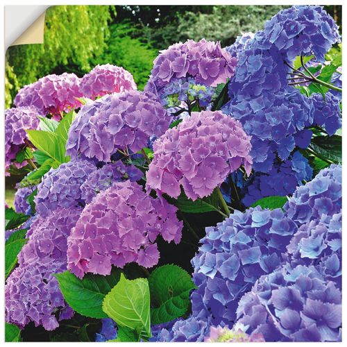 4057738318552 - Wandbild ARTLAND Hortensien im Garten Bilder Gr B H 70 cm x 70 cm Wandaufkleber - Vinyl Blumen quadratisch 1 St lila Bild Leinwandbild Kunstdrucke Bilder als Alubild Leinwandbild Wandaufkleber oder Poster in versch Größen 4057738318552 - Wandbild ARTLAND Hortensien im Garten Bilder Gr B H 70 cm x 70 cm Wandaufkleber - Vinyl Blumen quadratisch 1 St lila Bild Leinwandbild Kunstdrucke Bilder als Alubild Leinwandbild Wandaufkleber oder Poster in versch Größen