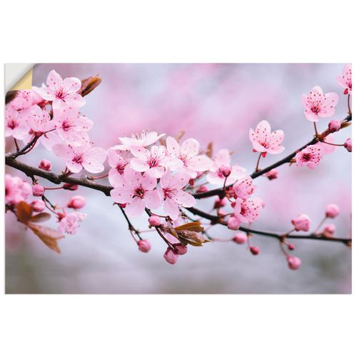 4062144333235 - Wandbild ARTLAND Kirschblüten Bilder Gr B H 60 cm x 40 cm Wandaufkleber - Vinyl Blumen Querformat 1 St pink Bild Poster Bilder als Alubild Leinwandbild Wandaufkleber oder in versch Größen 4062144333235 - Wandbild ARTLAND Kirschblüten Bilder Gr B H 60 cm x 40 cm Wandaufkleber - Vinyl Blumen Querformat 1 St pink Bild Poster Bilder als Alubild Leinwandbild Wandaufkleber oder in versch Größen