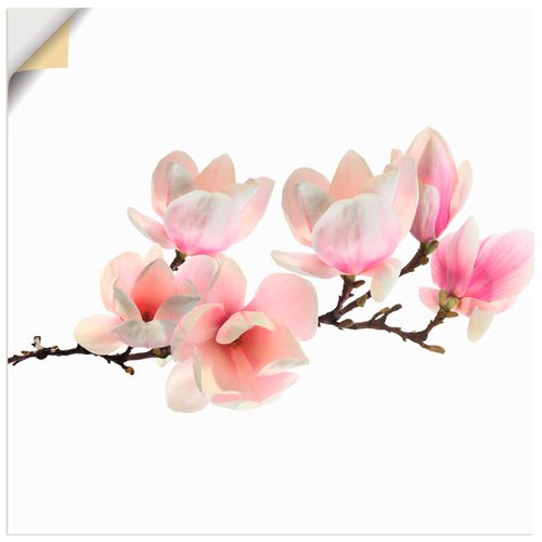 4062144499450 - Wandbild ARTLAND Magnolie Bilder Gr B H 70 cm x 70 cm Wandaufkleber - Vinyl Blumen quadratisch 1 St pink Bild Poster Bilder als Alubild Leinwandbild Wandaufkleber oder in versch Größen 4062144499450 - Wandbild ARTLAND Magnolie Bilder Gr B H 70 cm x 70 cm Wandaufkleber - Vinyl Blumen quadratisch 1 St pink Bild Poster Bilder als Alubild Leinwandbild Wandaufkleber oder in versch Größen