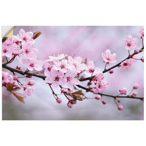 4062144333242 - Wandbild ARTLAND Kirschblüten Bilder Gr B H 90 cm x 60 cm Wandaufkleber - Vinyl Blumen Querformat 1 St pink Bild Poster Bilder als Alubild Leinwandbild Wandaufkleber oder in versch Größen 4062144333242 - Wandbild ARTLAND Kirschblüten Bilder Gr B H 90 cm x 60 cm Wandaufkleber - Vinyl Blumen Querformat 1 St pink Bild Poster Bilder als Alubild Leinwandbild Wandaufkleber oder in versch Größen