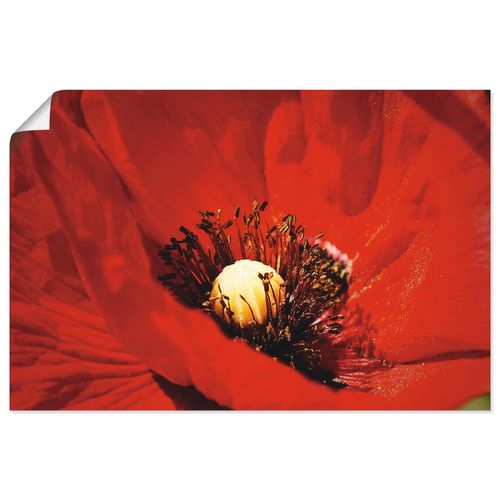 4059745688437 - Wandbild ARTLAND Roter Mohn Bilder Gr B H 30 cm x 20 cm Poster Blumen Querformat 1 St rot Bild Poster Bilder als Alubild Leinwandbild Wandaufkleber oder in versch Größen 4059745688437 - Wandbild ARTLAND Roter Mohn Bilder Gr B H 30 cm x 20 cm Poster Blumen Querformat 1 St rot Bild Poster Bilder als Alubild Leinwandbild Wandaufkleber oder in versch Größen