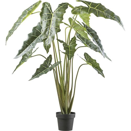 4064118188421 - Alocasia zebrina sarian Kunststofftopf Höhe 1600 mm 4064118188421 - Alocasia zebrina sarian Kunststofftopf Höhe 1600 mm