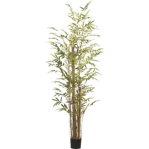 4064118187554 - Bambus vulgaris Kunststofftopf Höhe 2200 mm kaiserkraft 4064118187554 - Bambus vulgaris Kunststofftopf Höhe 2200 mm kaiserkraft