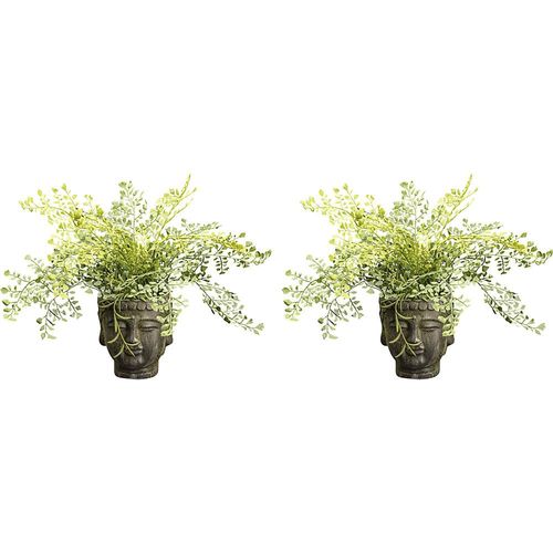 4064118176848 - Adiantumbusch Zementtopf VE 2 Stk Höhe 350 mm 4064118176848 - Adiantumbusch Zementtopf VE 2 Stk Höhe 350 mm