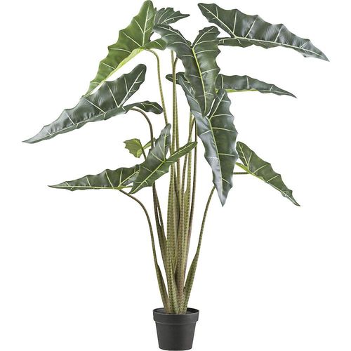 4064118188414 - Alocasia zebrina sarian Kunststofftopf Höhe 1300 mm 4064118188414 - Alocasia zebrina sarian Kunststofftopf Höhe 1300 mm