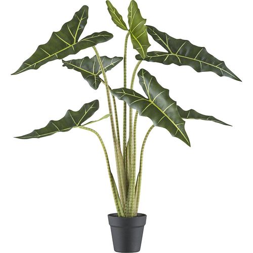 4064118188407 - Alocasia zebrina sarian Kunststofftopf Höhe 1000 mm kaiserkraft 4064118188407 - Alocasia zebrina sarian Kunststofftopf Höhe 1000 mm kaiserkraft