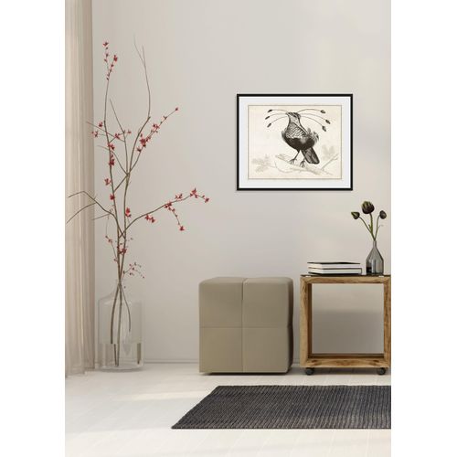 4049009843535 - Bild QUEENCE Ann-Sophie Bilder Gr B H 70 cm x 50 cm Wandbild Vögel Querformat 1 St grau Bild Kunstdruck Bilder mit Rahmen