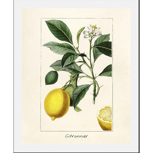 4067437335262 - Bild »Citronnier« Obst-Obst Bilder-Essen-Lebensmittel-Kunst-Schriftzug-Italien-Spanien (1 St) gerahmt