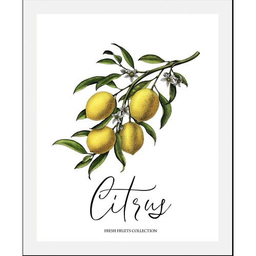 4067437333978 - Bild »Citrus« Obst-Obst Bilder-Essen-Lebensmittel-Kunst-Schriftzug-Italien-Spanien (1 St) gerahmt