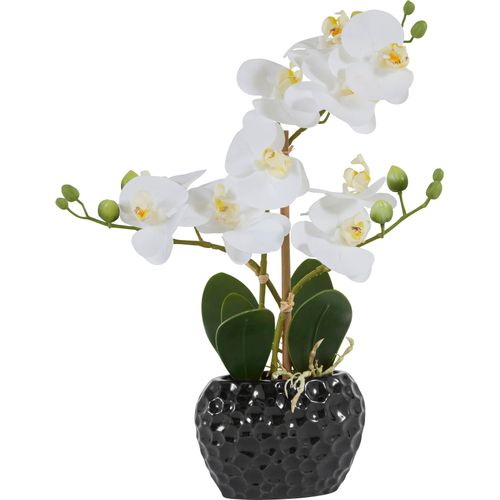 4064118072980 - Kunstpflanze Orchidee schwarz-weiß (weiß schwarz) B13cm H38cm T65cm Kunststoff Polyester Keramik Kunstpflanzen Kunstpflanze Kunstorchidee im Topf Bestseller über 2500 45-Sterne-Bewertungen 4064118072980 - Kunstpflanze Orchidee schwarz-weiß (weiß schwarz) B13cm H38cm T65cm Kunststoff Polyester Keramik Kunstpflanzen Kunstpflanze Kunstorchidee im Topf Bestseller über 2500 45-Sterne-Bewertungen