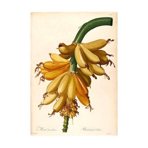 4055065179891 - Poster KOMAR Plantains Bilder Gr B H 30 cm x 40 cm 1 St grün (grün gelb) Poster