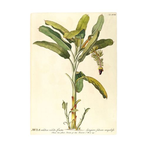 4055065200014 - Bild »Rainforest Sapling« Natur (1 St) Wandbild zur Dekoration - ohne Rahmen