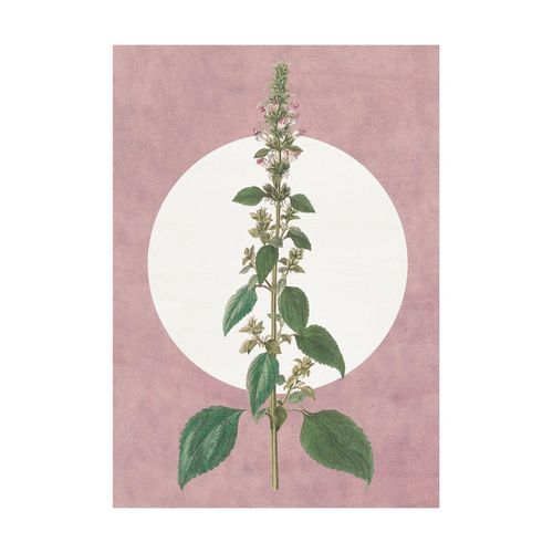4055065179532 - Bild »Menthe en Croissance« Natur (1 St) Wandbild zur Dekoration - ohne Rahmen 4055065179532 - Bild »Menthe en Croissance« Natur (1 St) Wandbild zur Dekoration - ohne Rahmen