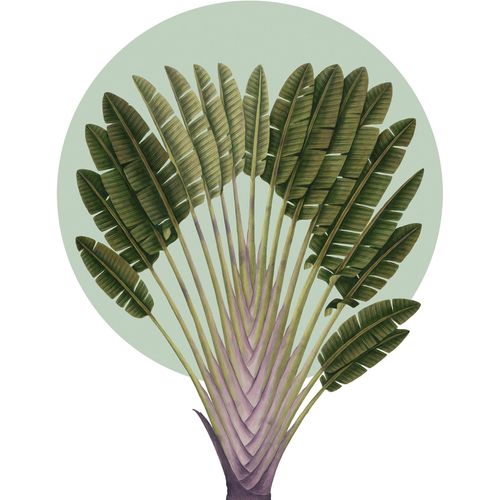 4055065176807 - Wandbild »Botanical Garden Pinnate Palm« (1 St) Deutsches Premium-Poster Fotopapier mit seidenmatter Oberfläche und hoher Lichtbeständigkeit Für fotorealistische Drucke mit gestochen scharfen Details und hervorragender Farbbrillanz