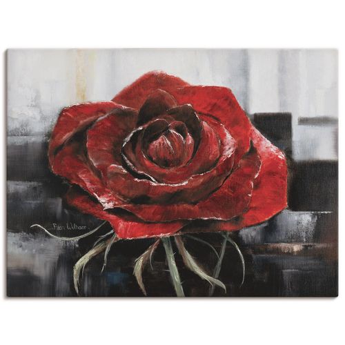 4055327461078 - Wandbild ARTLAND Blühende rote Rose Bilder Gr B H 80 cm x 60 cm Leinwandbild Blumen Querformat 1 St rot Bild Leinwandbild Kunstdrucke Bilder als Leinwandbild Wandaufkleber oder Poster in versch Größen