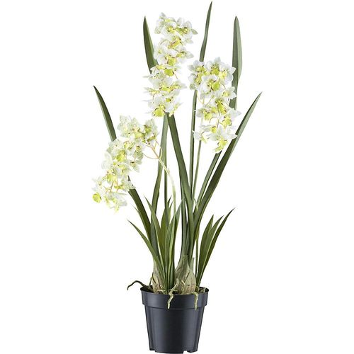 4064118185000 - Orchidee Cymbidie orientalis Kunststofftopf Höhe 800 mm Blattfarbe Weiß   Grün kaiserkraft