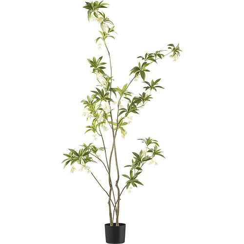 4064118187646 - Künstliche Pflanze Elaeocarpus Baum Kunststofftopf Höhe 1800 mm 4064118187646 - Künstliche Pflanze Elaeocarpus Baum Kunststofftopf Höhe 1800 mm