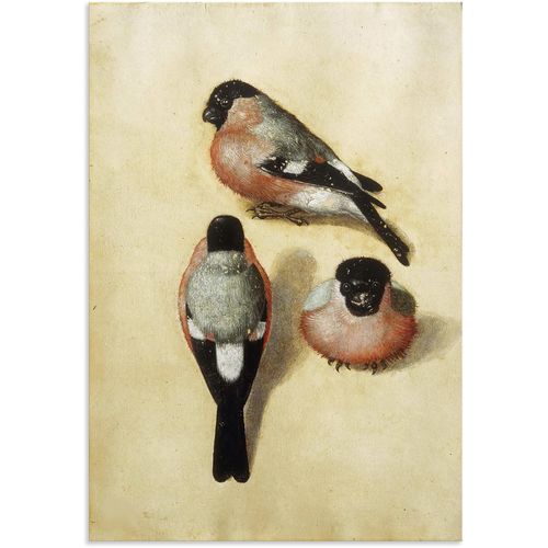 4062144808962 - Wandbild ARTLAND Vogel in drei Positionen1520 Bilder Gr B H 50 cm x 70 cm Alu-Dibond-Druck Vogelbilder Hochformat 1 St beige (naturfarben) Kunstdrucke als Alubild Leinwandbild Wandaufkleber oder Poster in versch Größen 4062144808962 - Wandbild ARTLAND Vogel in drei Positionen1520 Bilder Gr B H 50 cm x 70 cm Alu-Dibond-Druck Vogelbilder Hochformat 1 St beige (naturfarben) Kunstdrucke als Alubild Leinwandbild Wandaufkleber oder Poster in versch Größen