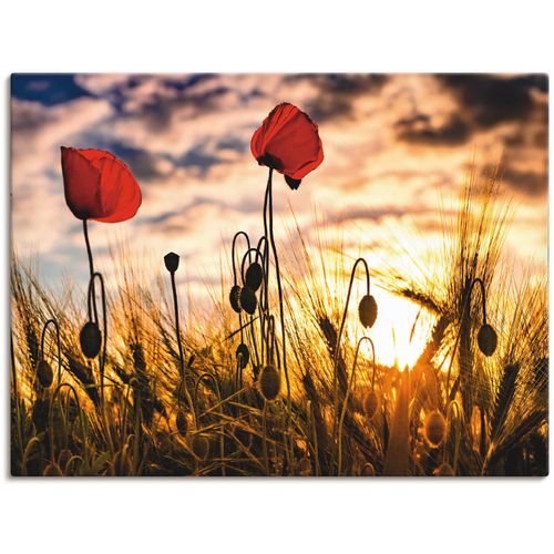 4059745197403 - Wandbild ARTLAND Mohnblumen im Sonnenuntergang Bilder Gr B H 120 cm x 90 cm Leinwandbild Blumen 1 St bunt Bild Kunstdruck Leinwandbild Kunstdrucke Bilder als Alubild Leinwandbild Wandaufkleber oder Poster in versch Größen 4059745197403 - Wandbild ARTLAND Mohnblumen im Sonnenuntergang Bilder Gr B H 120 cm x 90 cm Leinwandbild Blumen 1 St bunt Bild Kunstdruck Leinwandbild Kunstdrucke Bilder als Alubild Leinwandbild Wandaufkleber oder Poster in versch Größen