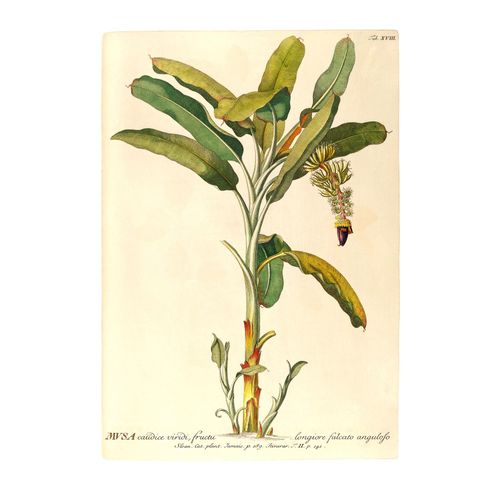 4055065179990 - Bild KOMAR Rainforest Sapling grün (farbe bild(er) grün) B50cm H70cm Papier Holz Bilder Wandbild zur Dekoration - ohne Rahmen 4055065179990 - Bild KOMAR Rainforest Sapling grün (farbe bild(er) grün) B50cm H70cm Papier Holz Bilder Wandbild zur Dekoration - ohne Rahmen