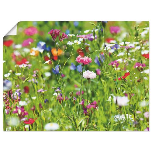 4055327881890 - Wandbild ARTLAND Blumenwiese I Bilder Gr B H 60 cm x 45 cm Poster Blumenwiese Querformat 1 St grün Bild Poster Bilder als Leinwandbild Wandaufkleber oder in versch Größen 4055327881890 - Wandbild ARTLAND Blumenwiese I Bilder Gr B H 60 cm x 45 cm Poster Blumenwiese Querformat 1 St grün Bild Poster Bilder als Leinwandbild Wandaufkleber oder in versch Größen