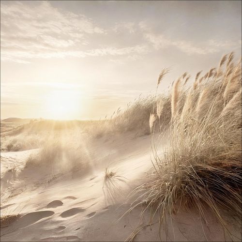 4019449522864 - Glasbild DUNE GRASS AT SUNRISE 4019449522864 - Glasbild DUNE GRASS AT SUNRISE