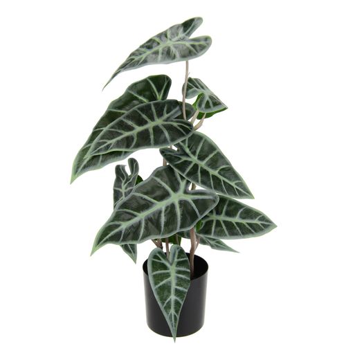 4019844794309 - Kunstpflanze IGEA Calathea Kunstpflanzen Gr B H L 24 cm x 45 cm x 20 cm 1 St grün Künstliche Zimmerpflanzen Kunst-Pflanze Seidenblumen ZimmerpflanzeZebrina Alocasia Sanderiana 4019844794309 - Kunstpflanze IGEA Calathea Kunstpflanzen Gr B H L 24 cm x 45 cm x 20 cm 1 St grün Künstliche Zimmerpflanzen Kunst-Pflanze Seidenblumen ZimmerpflanzeZebrina Alocasia Sanderiana