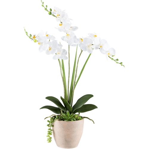 4064118240648 - Kunstorchidee CREATIV GREEN Orchidee Phalaenopsis weiß H55cm Kunststoff Kunstpflanzen mit Sukkulenten und Graszweigen arrangiert 4064118240648 - Kunstorchidee CREATIV GREEN Orchidee Phalaenopsis weiß H55cm Kunststoff Kunstpflanzen mit Sukkulenten und Graszweigen arrangiert