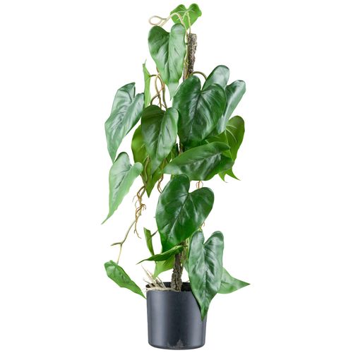 4064118242215 - Kunstblume CREATIV GREEN Flamingoblume grün (grünweiß) H66cm Kunststoff Kunstpflanzen mit verschlungenem Stamm 4064118242215 - Kunstblume CREATIV GREEN Flamingoblume grün (grünweiß) H66cm Kunststoff Kunstpflanzen mit verschlungenem Stamm