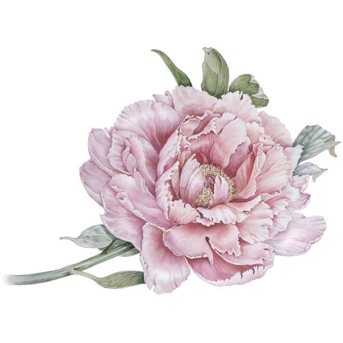 4049009858393 - Wandtattoo QUEENCE Klara rosa B70cm Folie Wandtattoos Wandbild Sticker rosa Blume Blüte selbstklebend Pastellfarben 4049009858393 - Wandtattoo QUEENCE Klara rosa B70cm Folie Wandtattoos Wandbild Sticker rosa Blume Blüte selbstklebend Pastellfarben