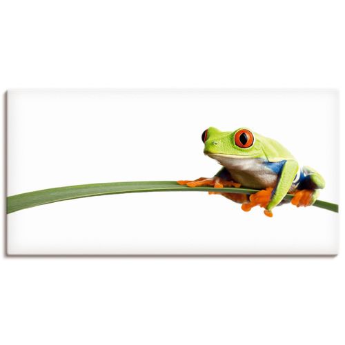 4055327243483 - Wandbild ARTLAND Frosch auf einem Blatt Bilder Gr B H 60 cm x 30 cm Leinwandbild Wassertiere Querformat 1 St weiß Bild Metallbild Metallbilder Bilder als Alubild Leinwandbild Wandaufkleber oder Poster in versch Größen 4055327243483 - Wandbild ARTLAND Frosch auf einem Blatt Bilder Gr B H 60 cm x 30 cm Leinwandbild Wassertiere Querformat 1 St weiß Bild Metallbild Metallbilder Bilder als Alubild Leinwandbild Wandaufkleber oder Poster in versch Größen