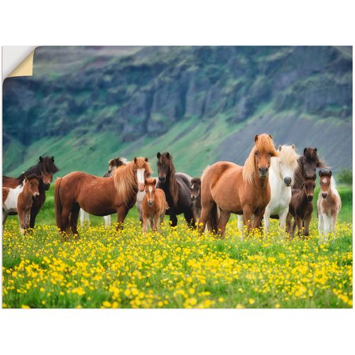 4062144370551 - Wandbild ARTLAND Isländische Pferde VII Bilder Gr B H 120 cm x 90 cm Wandaufkleber - Vinyl Haustiere Querformat 1 St grün Bild Poster Bilder als Alubild Leinwandbild Wandaufkleber oder in versch Größen 4062144370551 - Wandbild ARTLAND Isländische Pferde VII Bilder Gr B H 120 cm x 90 cm Wandaufkleber - Vinyl Haustiere Querformat 1 St grün Bild Poster Bilder als Alubild Leinwandbild Wandaufkleber oder in versch Größen