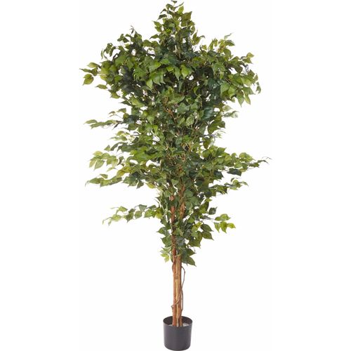 4003529309773 - Kunstpflanze CREATIV GREEN Ficus Benjamini Kunstpflanzen Gr B H 23 cm x 150 cm 1 St grün Kunstpflanze Künstliche Zimmerpflanzen Kunstpflanzen 4003529309773 - Kunstpflanze CREATIV GREEN Ficus Benjamini Kunstpflanzen Gr B H 23 cm x 150 cm 1 St grün Kunstpflanze Künstliche Zimmerpflanzen Kunstpflanzen