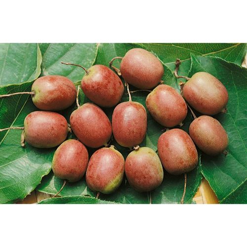 4063654254294 - Actinidia arguta Kens Red Kiwibeere rot 40–60 cm 4063654254294 - Actinidia arguta Kens Red Kiwibeere rot 40–60 cm