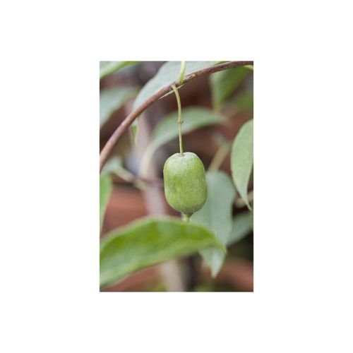 4063654225584 - Actinidia arguta Issai Kiwi selbstfruchtend 40–60 cm