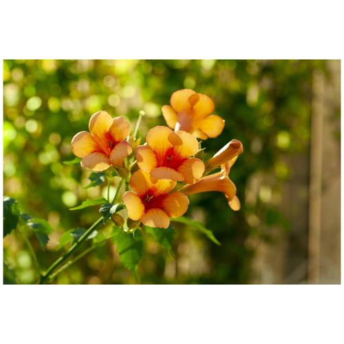 4063654253280 - Campsis radicans Indian Summer Trompetenblume orange 40–60 cm