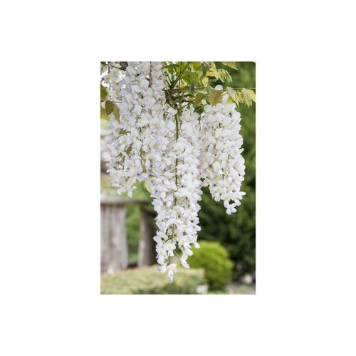 4063654270317 - Wisteria frutescens Nivea Amerikanische Glyzinie weiß 60–100 cm 4063654270317 - Wisteria frutescens Nivea Amerikanische Glyzinie weiß 60–100 cm