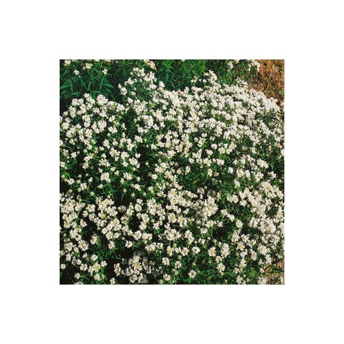 4063654309345 - Pycnanthemum flexuosum Bergminze aromatisch ca 9x9 cm Topf 4063654309345 - Pycnanthemum flexuosum Bergminze aromatisch ca 9x9 cm Topf