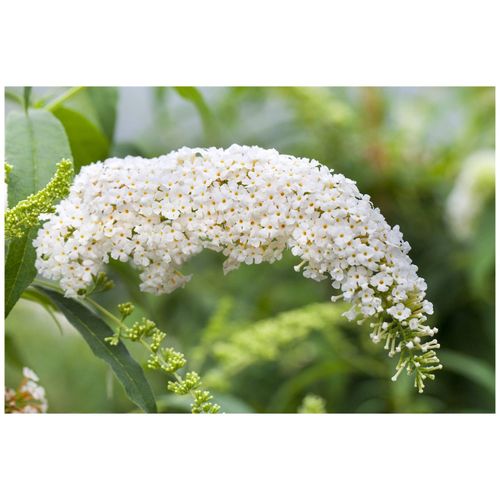 4063654002420 - Buddleja White Bouquet Schmetterlingsflieder weiß 80–100 cm