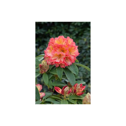4063654081333 - Rhododendron Hybr Sun Fire gelb-orange Blüten 50–60 cm 4063654081333 - Rhododendron Hybr Sun Fire gelb-orange Blüten 50–60 cm