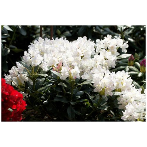 4063654068341 - Rhododendron Cunninghams White weiß 30–40 cm 4063654068341 - Rhododendron Cunninghams White weiß 30–40 cm