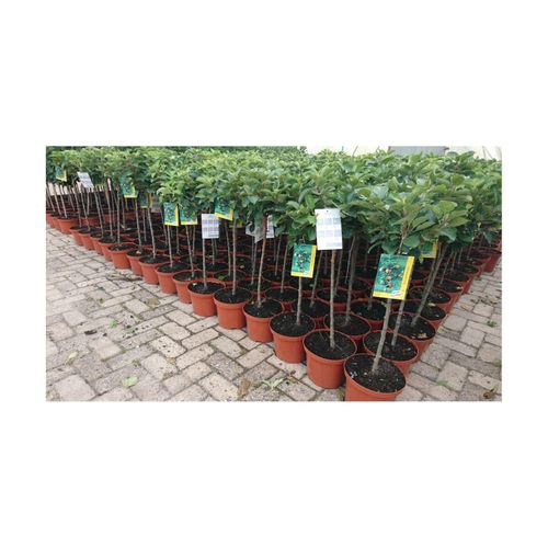 4063654100805 - Prunus domestica wergobst Terrassenobst 40 cm Stammhöhe