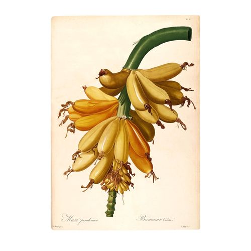 4055065179877 - Bild KOMAR Plantains grün (farbe bild(er) grün gelb) B50cm H70cm Papier Holz Bilder Wandbild zur Dekoration - ohne Rahmen 4055065179877 - Bild KOMAR Plantains grün (farbe bild(er) grün gelb) B50cm H70cm Papier Holz Bilder Wandbild zur Dekoration - ohne Rahmen