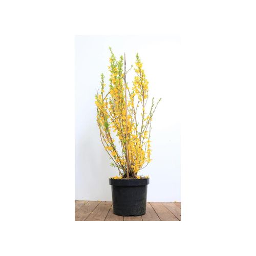 4063654260189 - Forsythia Lynwood Goldglöckchen leuchtend gelb 60–80 cm