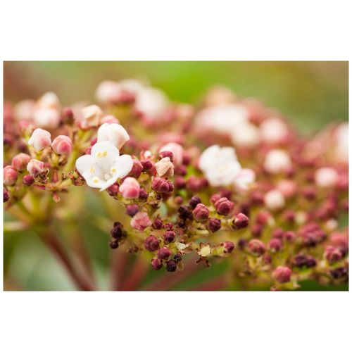 4063654252368 - Viburnum tinus Purpurea Lorbeer-Schneeball immergrün 20–30 cm 4063654252368 - Viburnum tinus Purpurea Lorbeer-Schneeball immergrün 20–30 cm