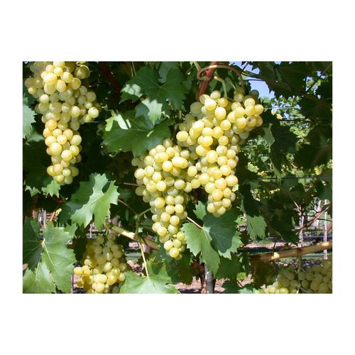 4063654237822 - Vitis vinifera Phönix Weinrebe 80–100 cm 4063654237822 - Vitis vinifera Phönix Weinrebe 80–100 cm
