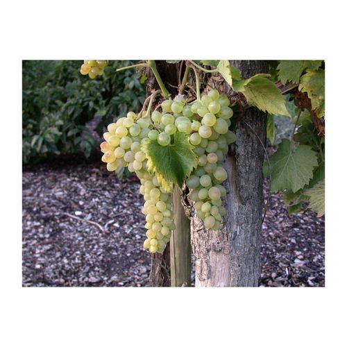 4063654266884 - Vitis vinifera Solaris Weinrebe 80–100 cm 4063654266884 - Vitis vinifera Solaris Weinrebe 80–100 cm